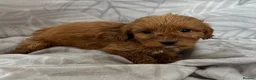 Cockapoo dogs for sale: Beautiful f1B cockapoo Boys  - Advert 6