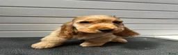 Cocker Spaniel dogs for sale: Golden Cocker Spaniel puppy - Advert 3