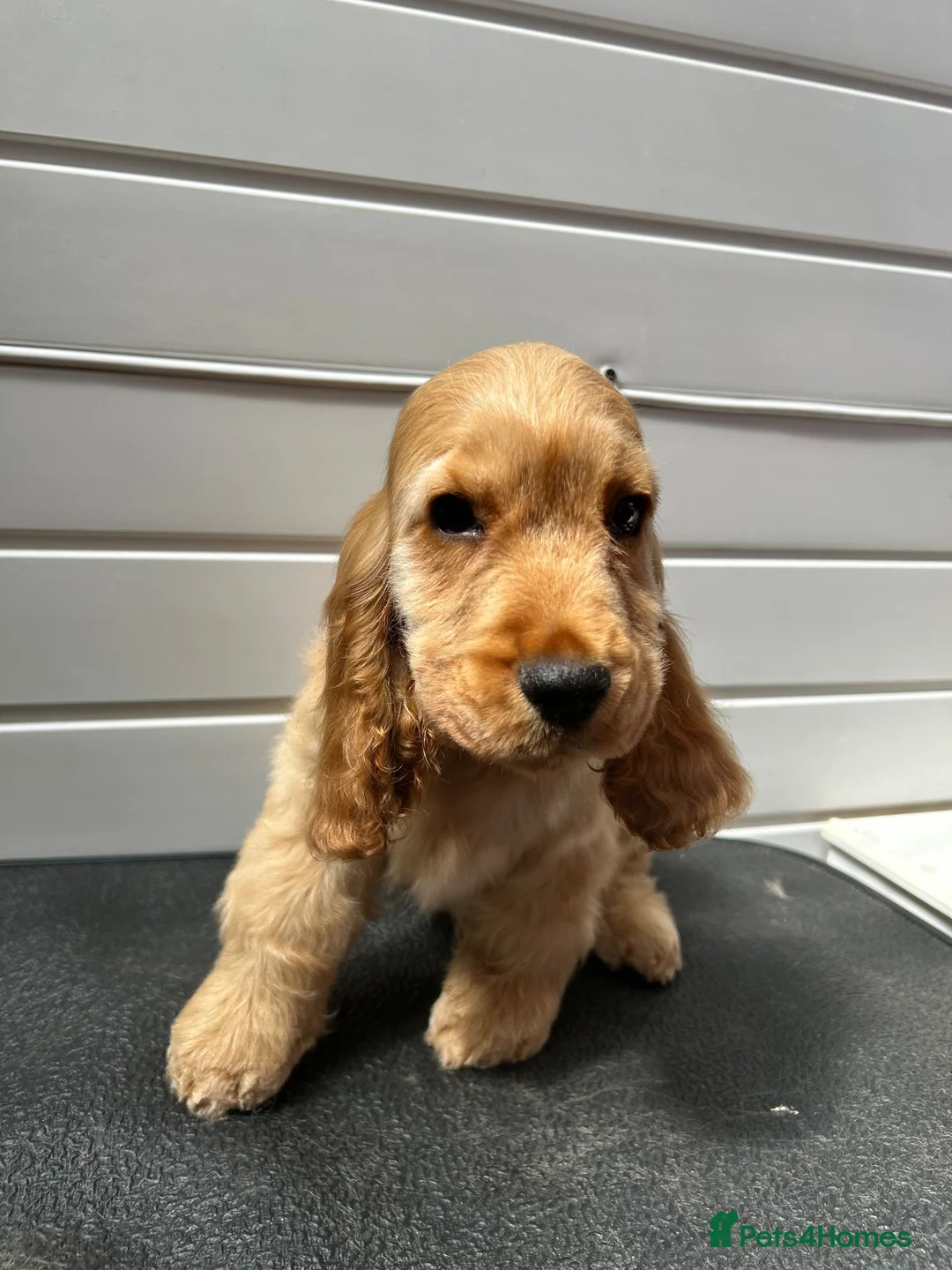 Cocker Spaniel dogs for sale: Golden Cocker Spaniel puppy - Advert 3
