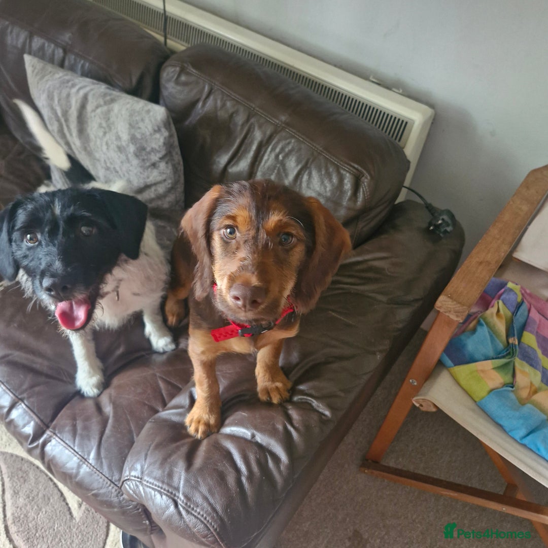 Mixed Breed dogs for sale: Spaniel cross terrier  - Image 2