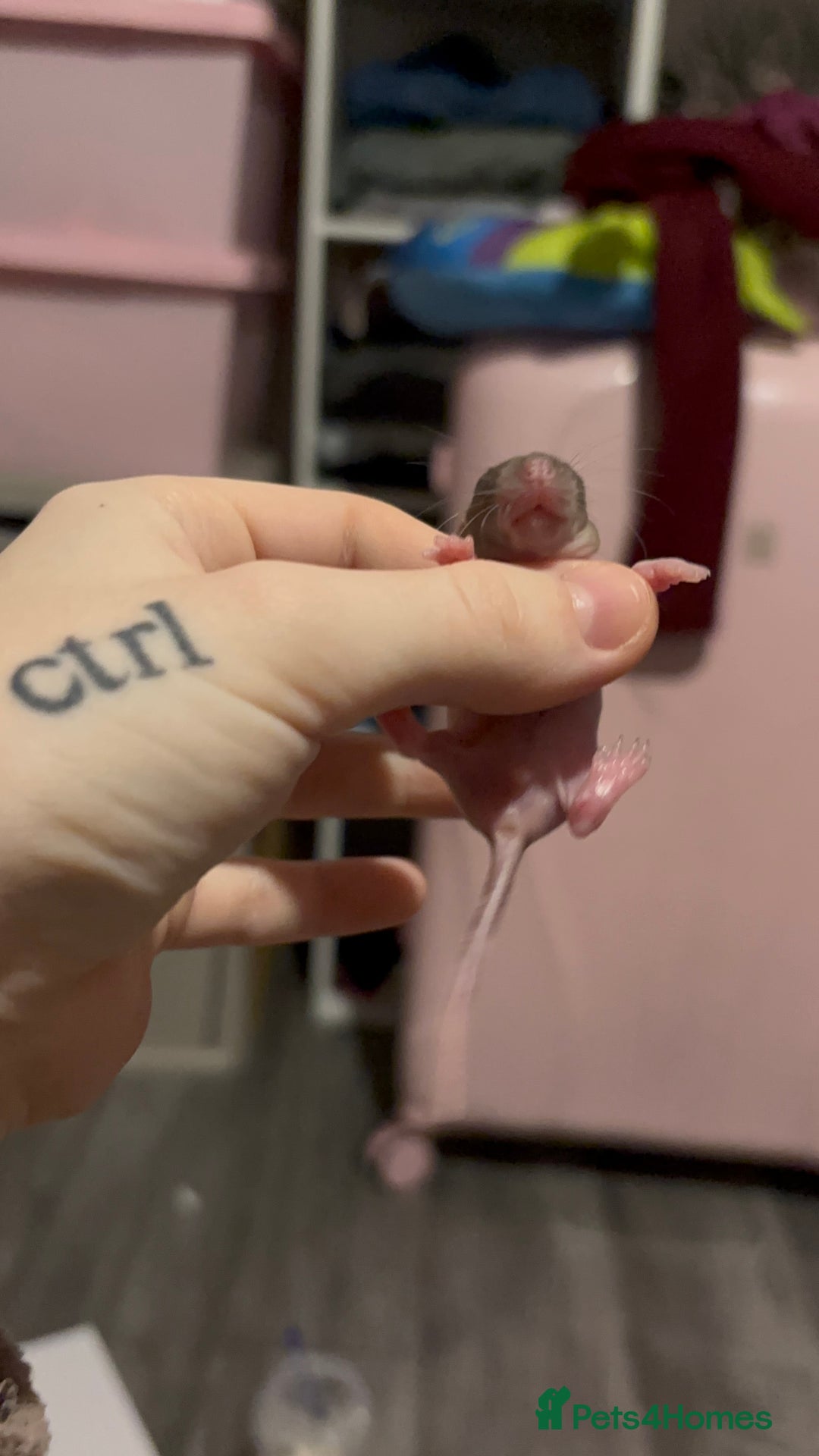 Rat rodents for sale: BABY RATS FOR SALE ( end of jan / start of feb) - Advert 21