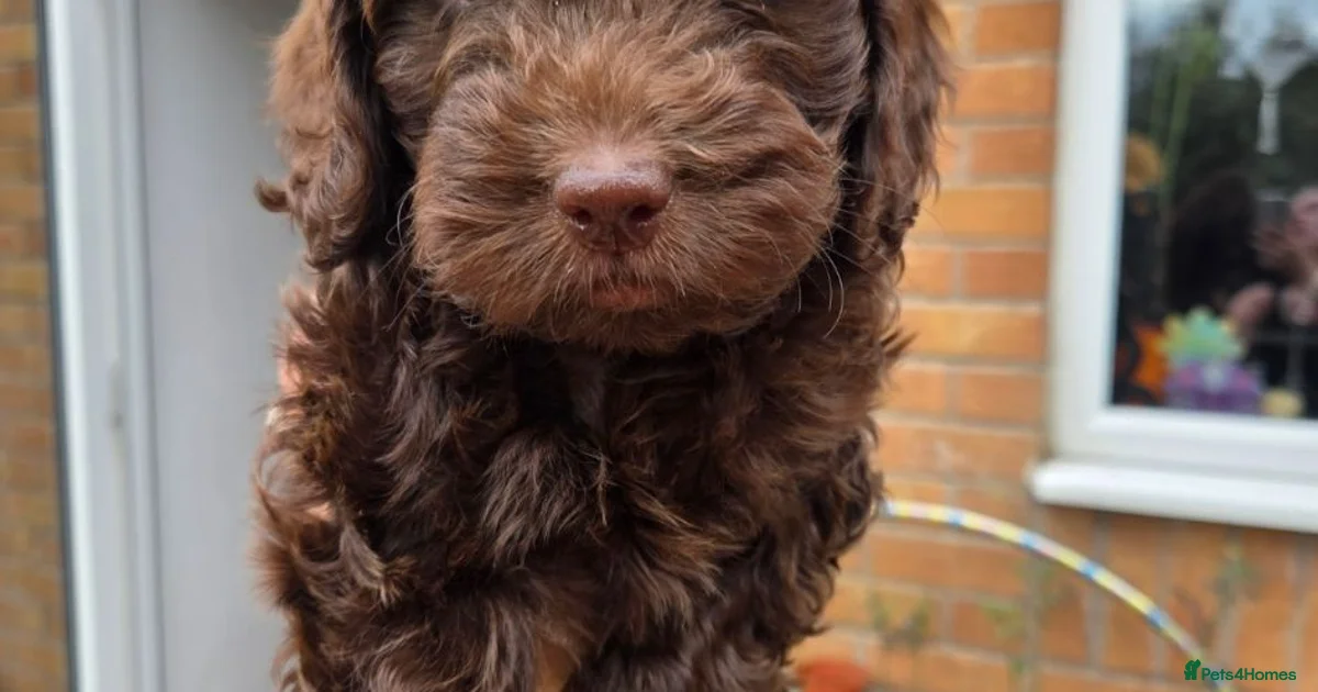Cockapoo Puppies For Sale Pets4Homes cockapoo-puppies-for-sale-pets4homes