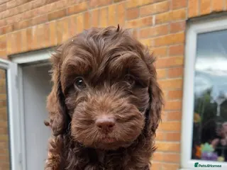 Cockapoo dogs F2 cockapoo puppies - Advert 16