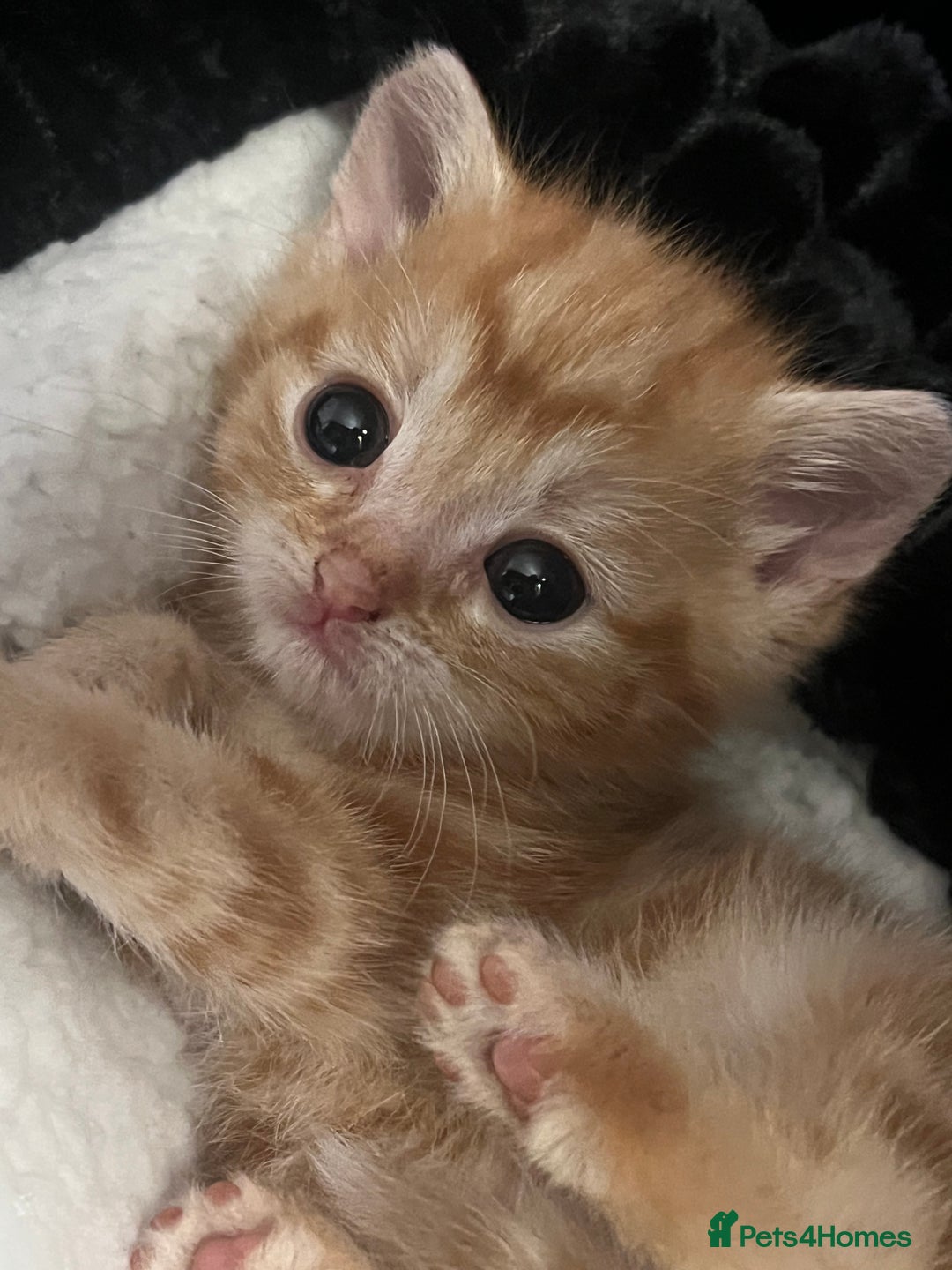 Mixed Breed cats for sale: Energetic ginger kittens and one grey tabby  - Advert 13