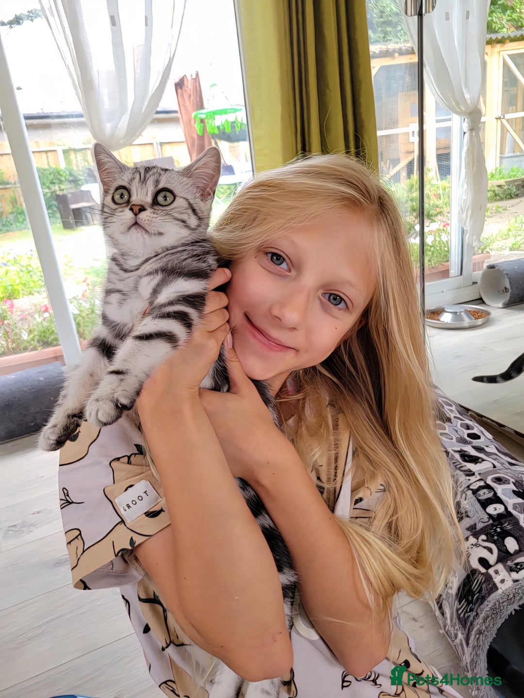British Shorthair cats for sale: Ready to collect British Shorthair Silver Tabby in Rochester - Image 10