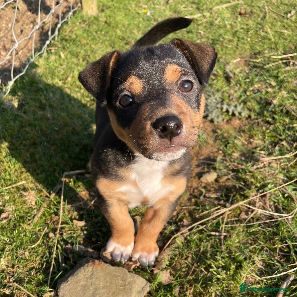 Jack Russell dogs Gorgeous Jack Russell pups - ready now - Advert 1