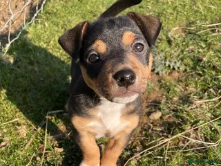 Jack Russell dogs Gorgeous Jack Russell pups - ready now - Advert 1