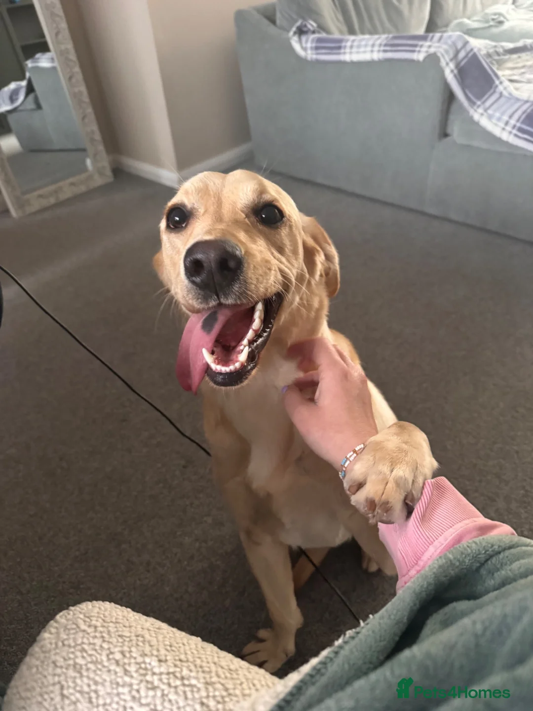 Goldador dogs for sale: Sweet goldador  in Stoke-on-Trent - Advert 1
