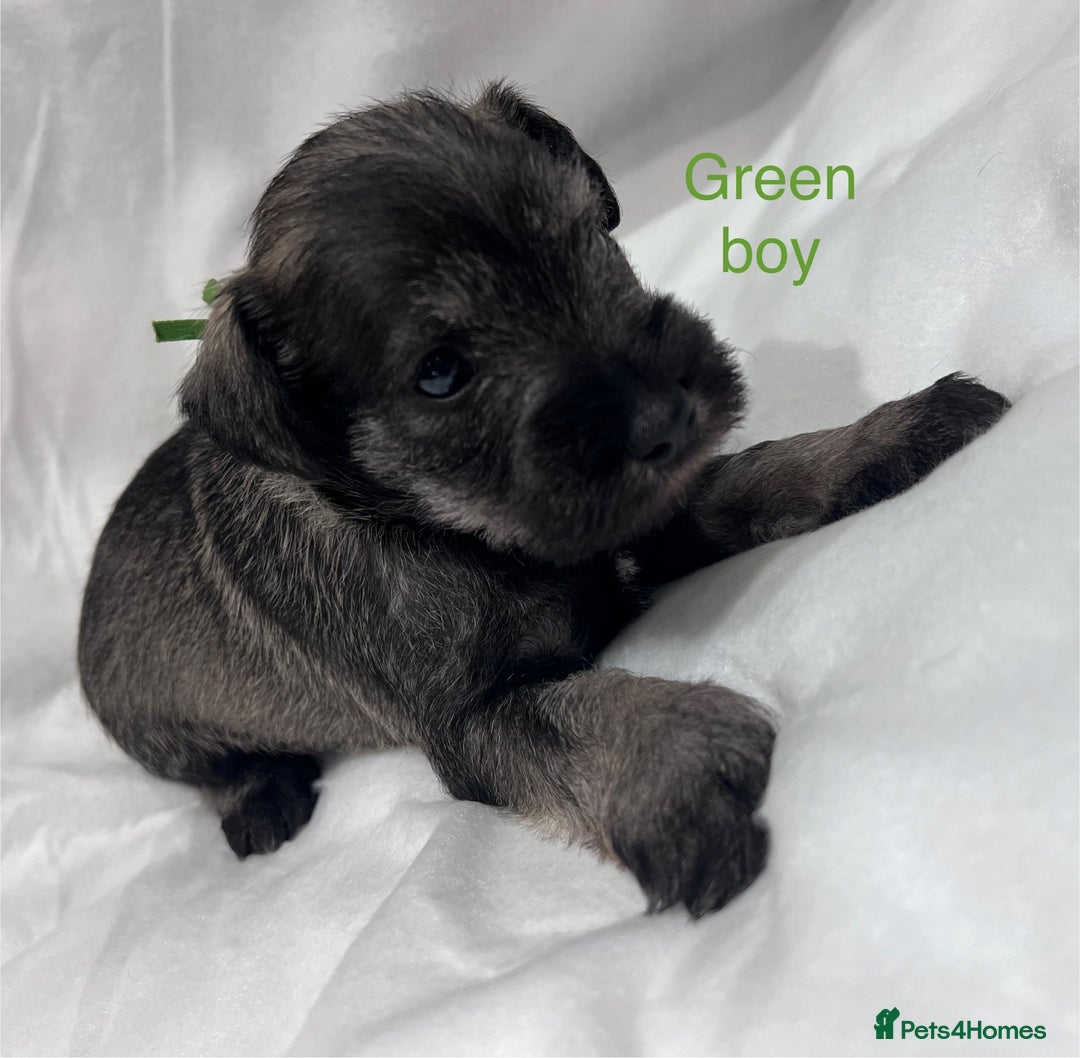 Miniature Schnauzer dogs for sale: 5th generation pedigree miniature schnauzer  - Advert 20