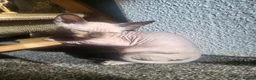 Sphynx cats for sale: Sphynx girls and boy elf 🐾🐾 - Advert 11