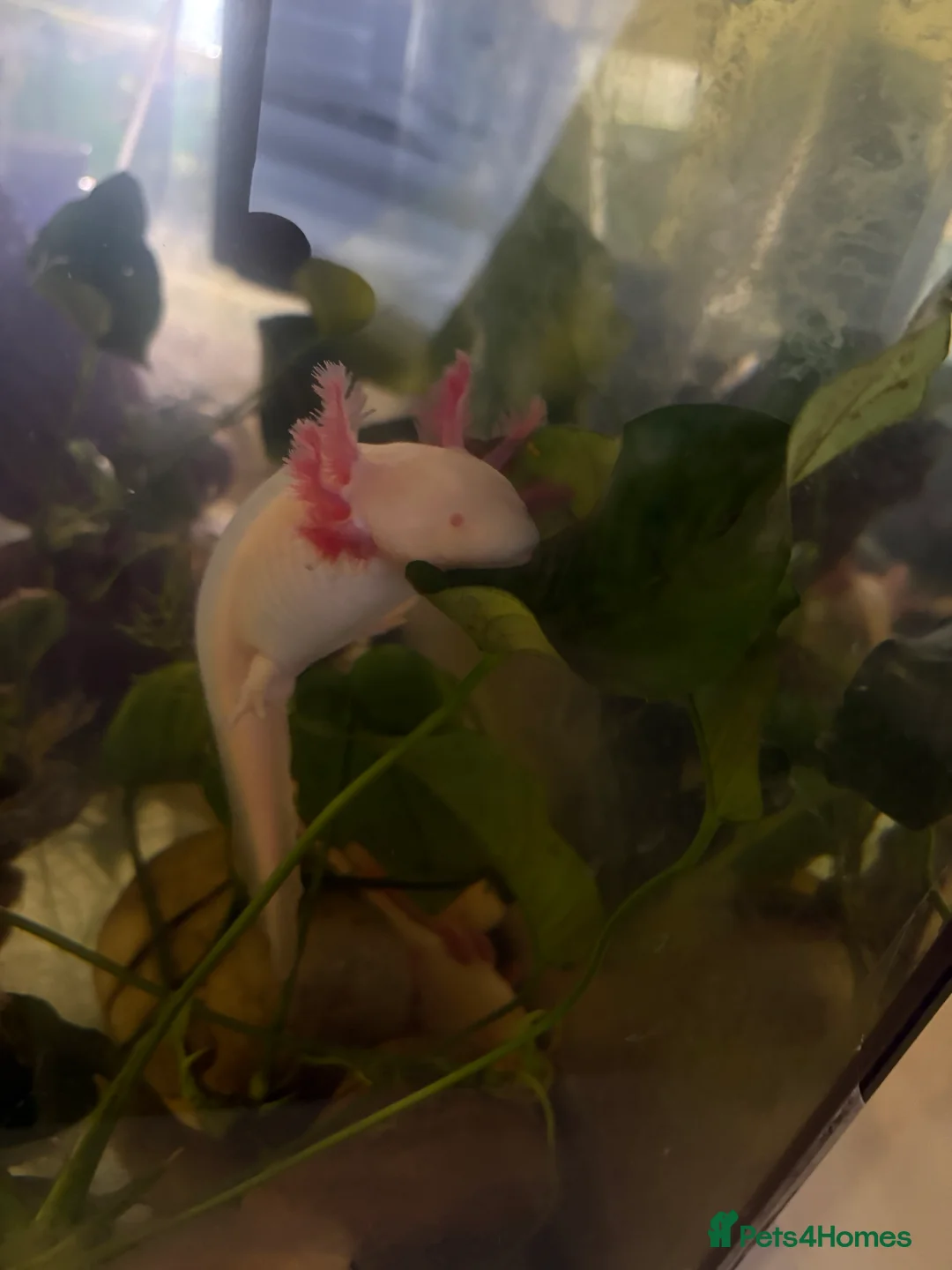 Axolotl reptiles for sale: 8 month leucistic albino pink axolotls £50 each - Advert 6