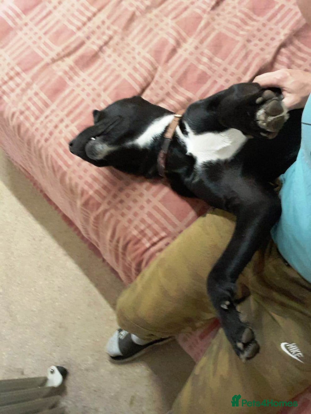 Mixed Breed dogs for adoption: Meet SHEAMUS - a handsome boy for a confident Home - Image 20