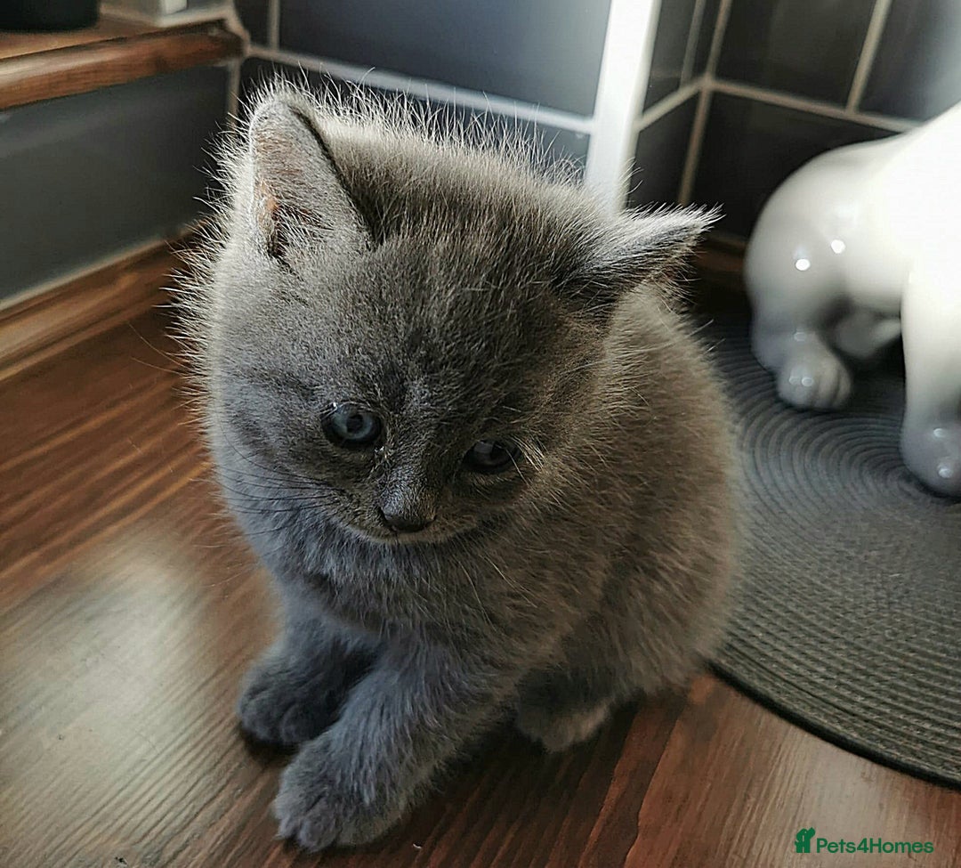 British Shorthair cats for sale: ❤️Gorgeous Scottish Fold/Straight kittens❤️ - Image 19