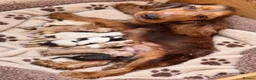Cocker Spaniel dogs for sale: Show cocker spaniel boy puppies - Advert 4