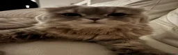 Scottish Fold cats for sale: 4 gorgeous Scottish Straight kittens - Advert 2