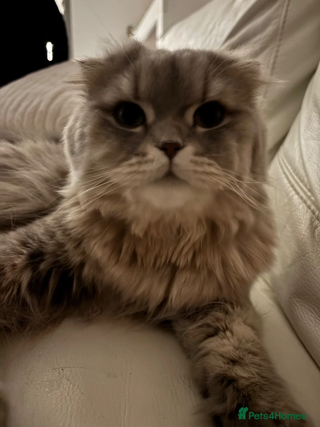 Scottish Fold cats for sale: 4 gorgeous Scottish Straight kittens - Advert 2