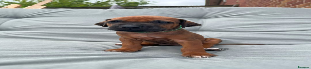 Rhodesian Ridgeback Puppy 4 Green