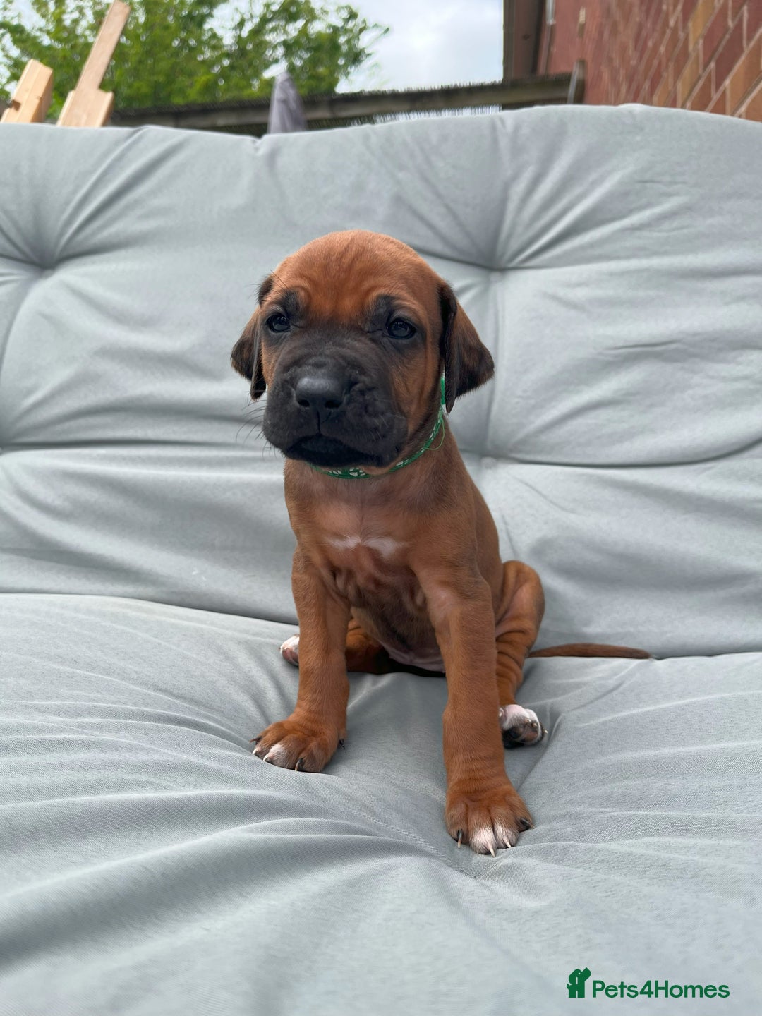 Rhodesian Ridgeback dogs for sale: Ridgeback: Chunky, Large Paws and Full Ridges  in Buckley - Image 28