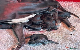 Bedlington Terrier dogs for sale: F1 x bedlington Whippet - Image 3