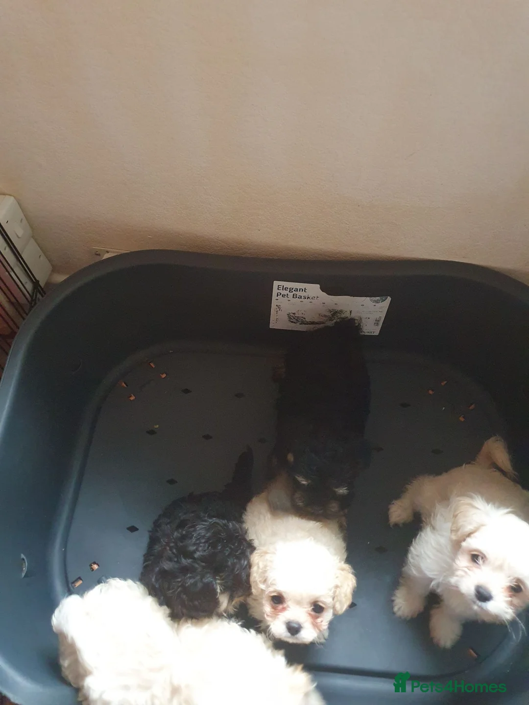 Chipoo dogs for sale: Adorable chihpoo puppies.  - Advert 2