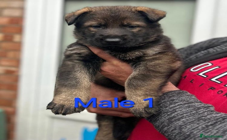 German Shepherd dogs - Advert 4