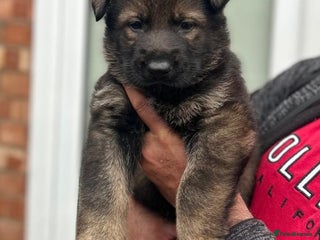 German Shepherd dogs Beautiful KC Registered German shepherd puppy 😍😍 - Advert 6