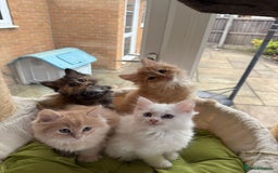 Ragdoll cats for sale: Beautiful pale ginger Ragdoll X Maine Coon boy - Image 3