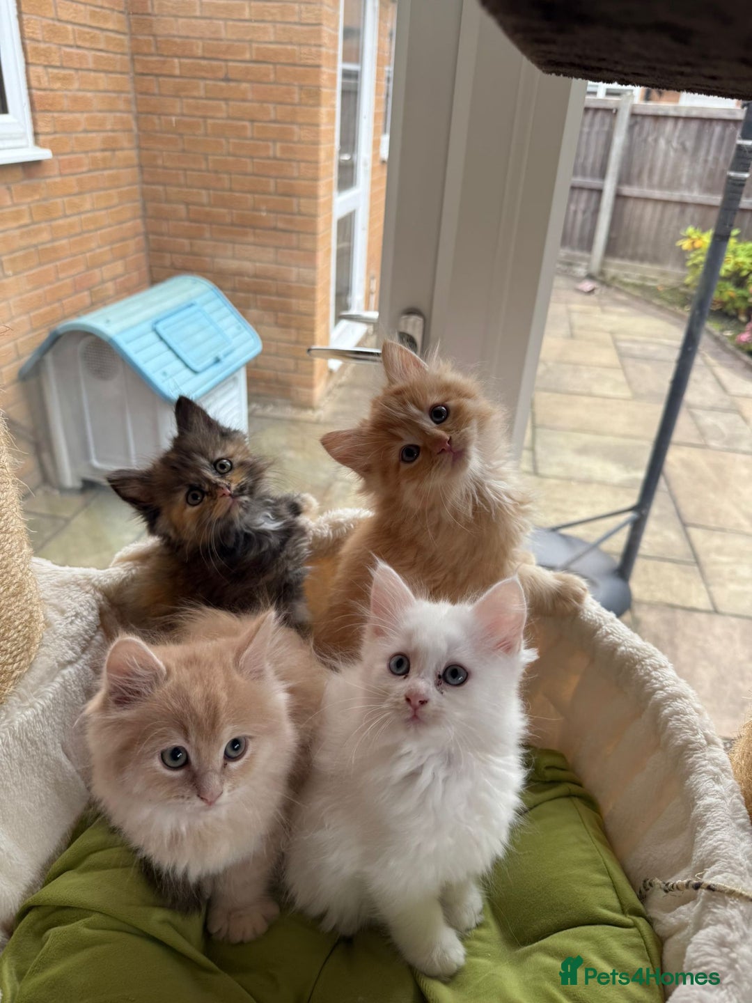 Ragdoll cats for sale: Beautiful pale ginger Ragdoll X Maine Coon boy - Image 3