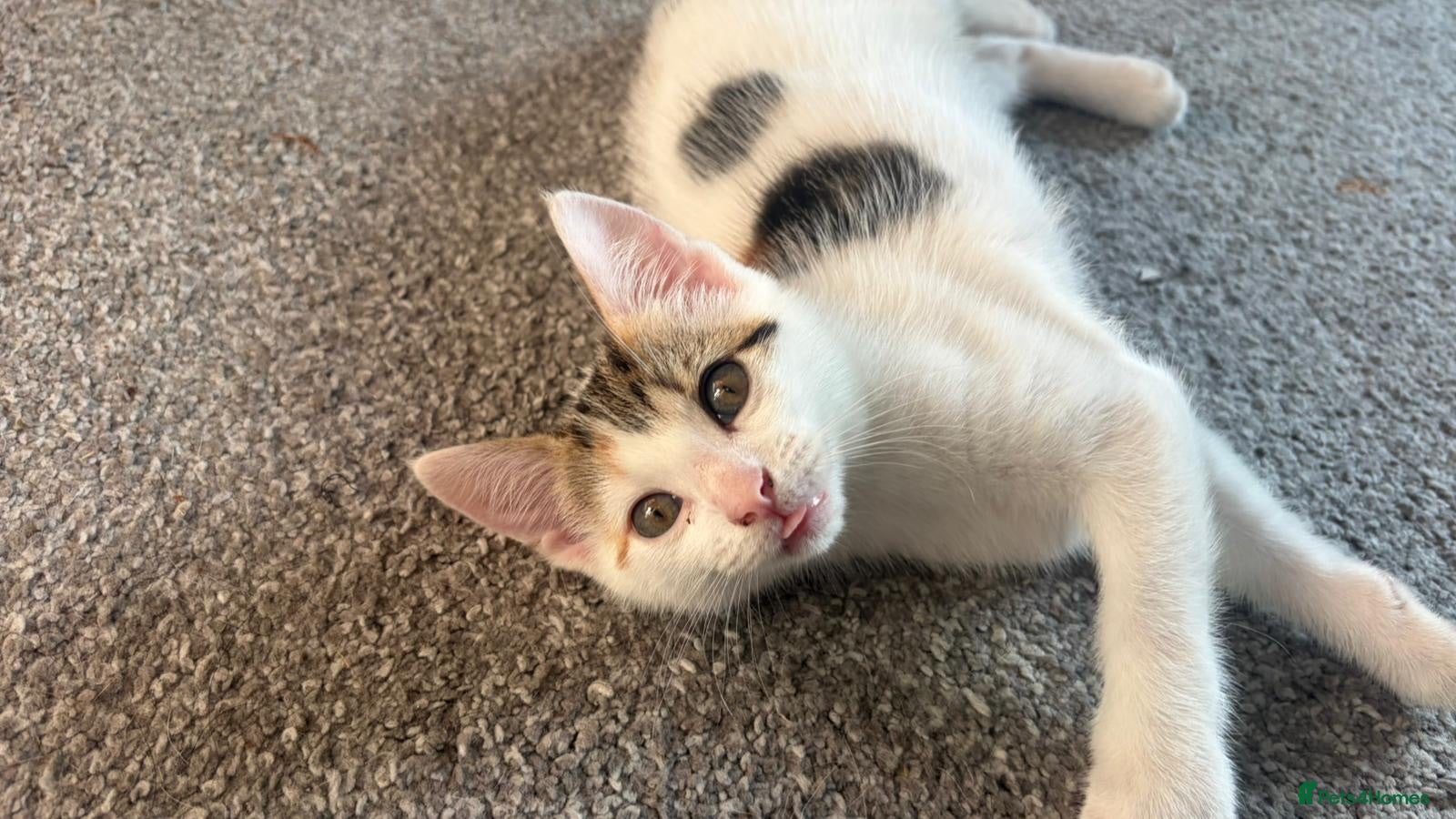 Mixed Breed cats 2 kittens ready for new homes  - Advert 2