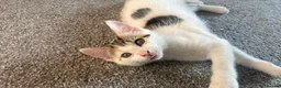 Mixed Breed cats for sale: 2 kittens ready for new homes  - Advert 2