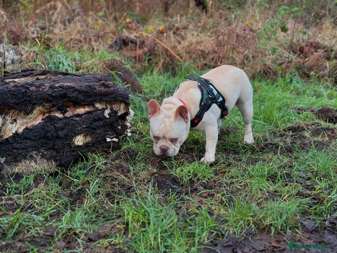 French Bulldog dogs for stud:  French Bulldog Stud 💥 Proven ✅  in Cannock - Advert 4