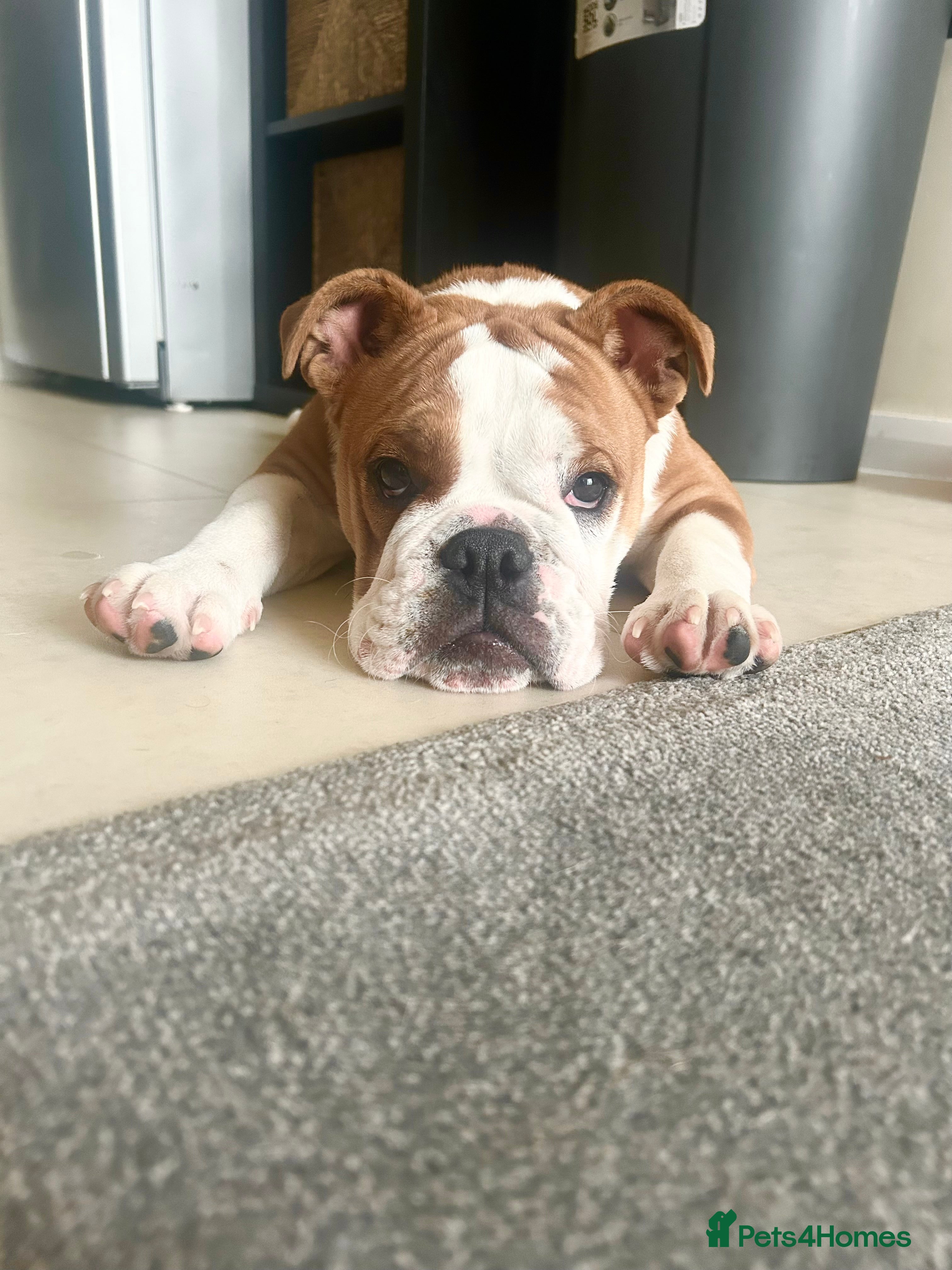 English Bulldog dogs 1 year old English Bulldog for sale . - Advert 1