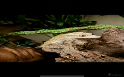 Gecko reptiles for sale: Dalmatian 3 year old male crested geckos  - Image 2