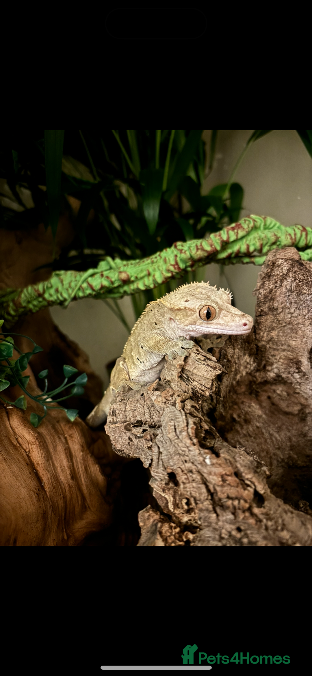 Gecko reptiles for sale: Dalmatian 3 year old male crested geckos  - Image 2