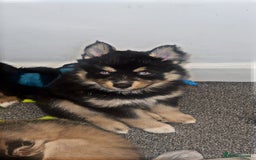 Pomsky dogs for sale: Family-Raised Pomsky Pups - Advert 38