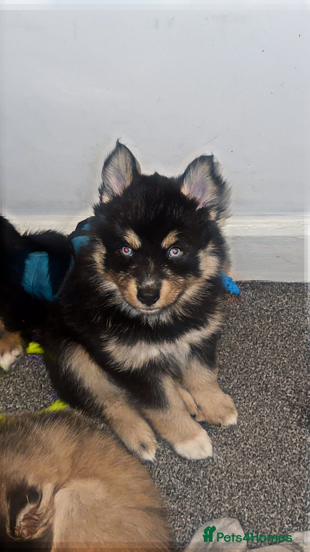 Pomsky dogs for sale: Family-Raised Pomsky Pups - Advert 38
