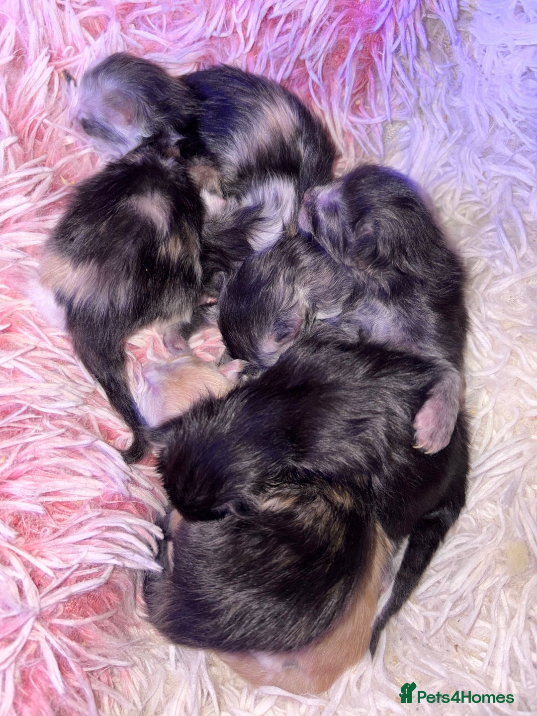 Maine Coon cats for sale: Stunning litter of Maine Coon babies - Advert 2