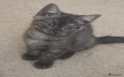 Ragdoll cats for sale: Ragdoll x tabby - Image 4