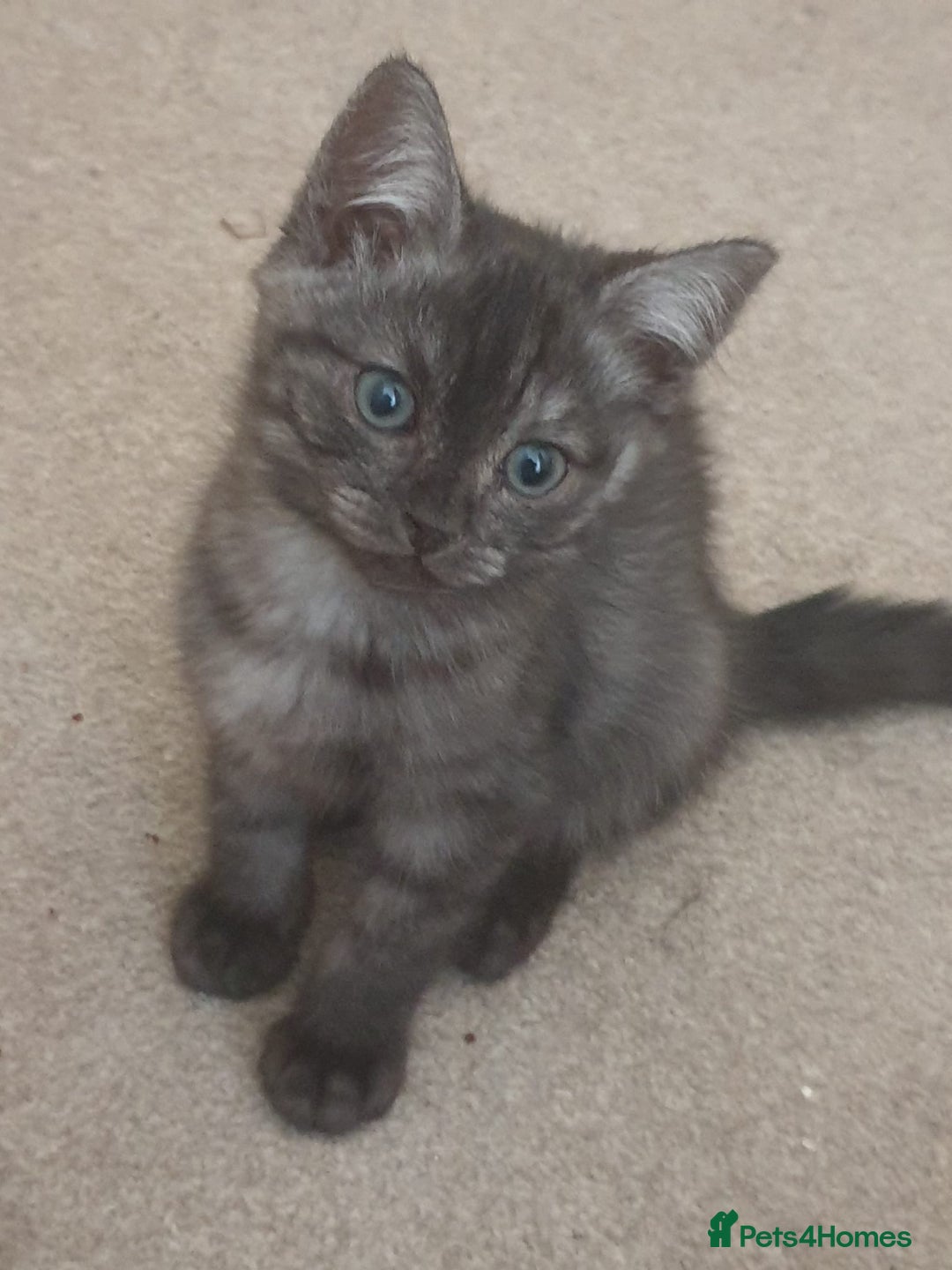Ragdoll cats for sale: Ragdoll x tabby - Image 4