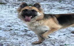 German Shepherd dogs for sale: Beautiful German Shepherd Puppies - Image 3
