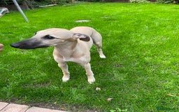 Whippet dogs for sale: 💛 Beautiful Whippet Puppy for His Forever Home ❤️ - Image 6