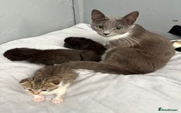 British Shorthair cats for sale: Kittens looking for there forever home  - Image 6