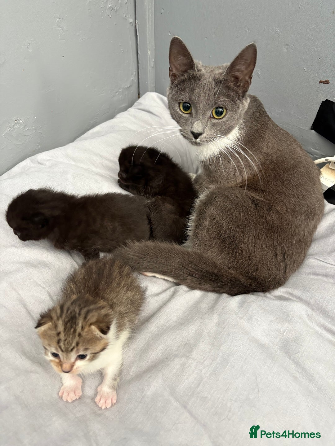 British Shorthair cats for sale: Kittens looking for there forever home  - Image 6