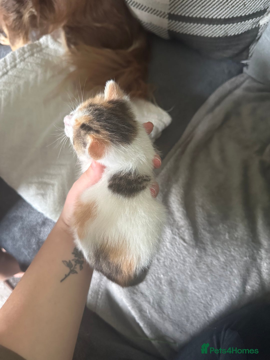Mixed Breed cats for sale: Beautiful kittens  - Image 12