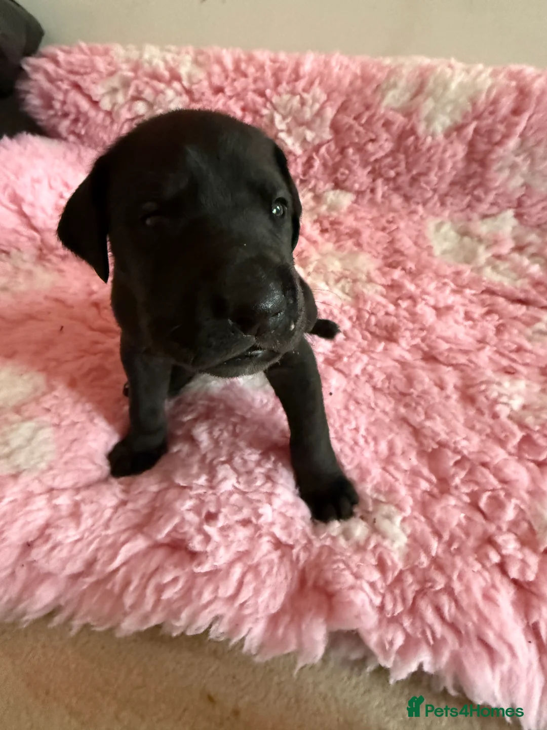 Great Dane dogs for sale: Stunning pure bred Great Dane puppies in St. Ives - Advert 16