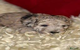 Toy Poodle dogs for sale: 🩷💜Stunning Toy Poodles For Sale 🩷💜 - Advert 4