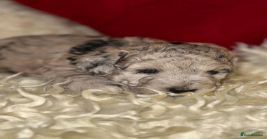 Toy Poodle dogs Stunning Toy Poodles For Sale  - Advert 3