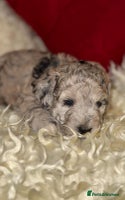 Toy Poodle dogs Stunning Toy Poodles For Sale - Advert 2