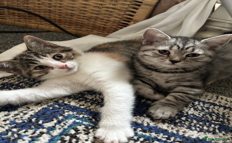 Mixed Breed cats - Advert 2