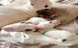 English Bull Terrier dogs for sale: Adorable English Bull Terrier Puppies - Image 5